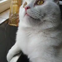 با سلام گربه 11 ماه اسکاتیش