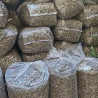 تخمه آفتابگردان