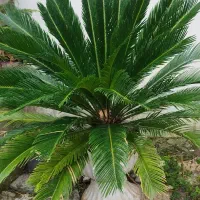 سیکاس دوازده ساله