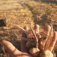 پیاز زعفران گلدهی بالا فاروج و قوچان