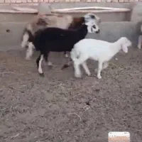 ۵میش اصیل  بروجردی تخم