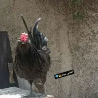 خروس گلین مشکی فول کیفیت