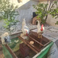دوتا خروس یکعدد مرغ تخم گذار