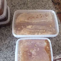عسل و موم(شان)