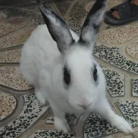 خرگوش رایگان