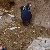 ماده پلنگ رفسنجون