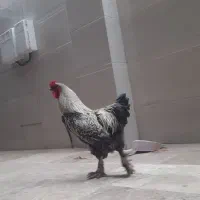 خروس برهما