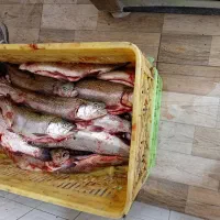 سلام،به یک نفر جهت کار درمرغ وماهی فروشی نیازمندم