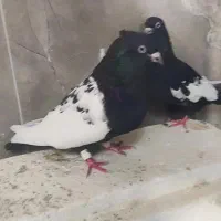 کبوتر سینه سیاه