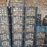 سیر فروش عمده