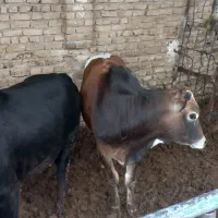 گوساله نر چاق ریز قلم