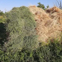 یونجه
