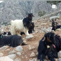 تی بز کشتاری داشتی