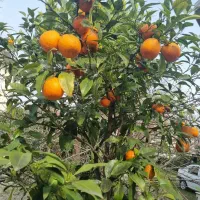 باغ ویلا  دوخوابه جنب کاخ شاه  با۱۰۰۰ متر زمین