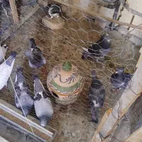 فروش کبوتر