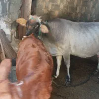 گاو فروشی در روستای دارشاهی