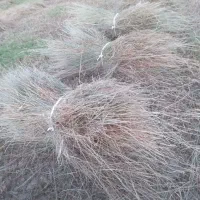 فروش علف