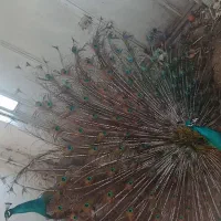 طاووس گمشده