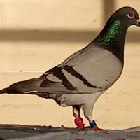 کبوتر پلاکی