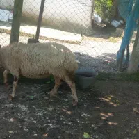 ببین بخر ببر بخور