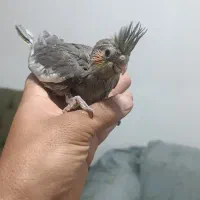 جوجه عروس