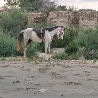 اسب