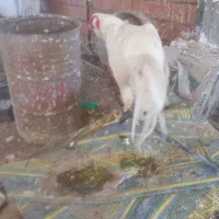 خروس لاری