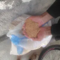 فروش گندم