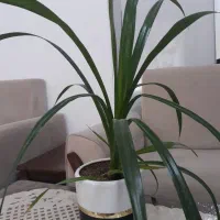 گل وگیاه طبیعی