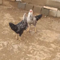 خروس|حیوانات مزرعه|حسین آباد, |دیوار