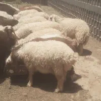 ۲۵ عدد بره نر ماده