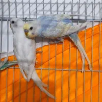 فروش یک جفت مرغ عشق