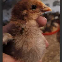 جوجه مرغ رسمی یکماهه