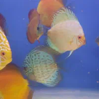 ماهی دیسکس در رنگ بندی متنوع