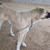 سگ گمشده|سگ|مشهد, درزآب|دیوار