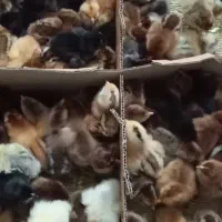 جوجه رسمی یک روزه