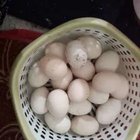 تخم مرغ تازه نطفه دار