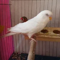 سهره،مرغ عشق سه تا فنچ دویست هزار