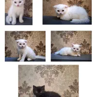 بچه گربه