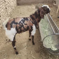 کره نر