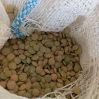 عدس روستای مختار درجه یک بوجاری شده  دونه درشت