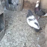 کفتر رنگه