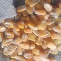 دون مرغ و خروس
