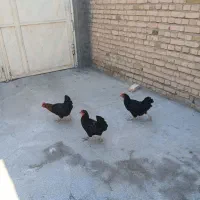 مرغ سیاه