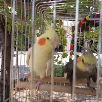 عروس هلندی  نر وماده