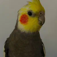 گمشده