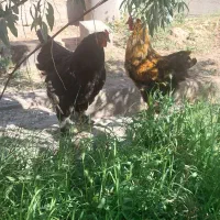 خروس برهما بلک