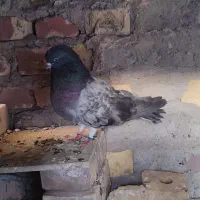 کبوتر قدیمی