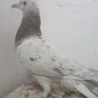 ۵تا کفتر بوم به شرت پرش