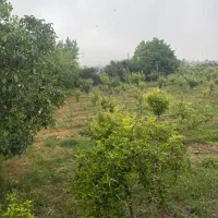 کیاسر روستای کیاده زمین ۶۰۰ متری با کاربری